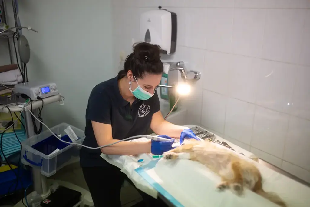 Bilder aus unserer Tierarztpraxis Bad Liebenwerda