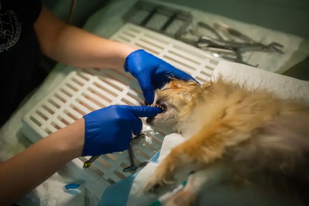Bilder aus unserer Tierarztpraxis Bad Liebenwerda