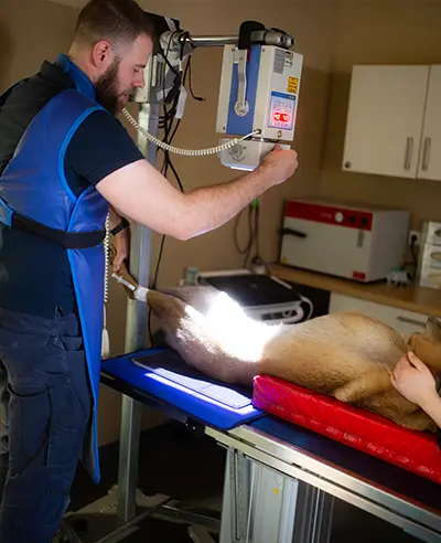 Einer unserer Tierärzte untersucht einen Hund