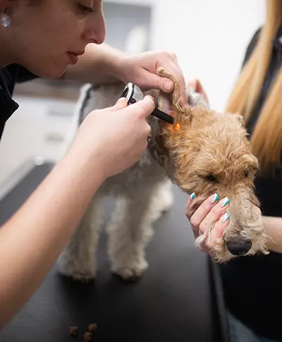 Ein Hund wird von einer Tierärztin im Ohr untersucht