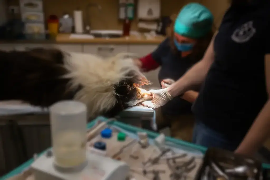 Tierarztpraxis Luckenwalde - Bild einer Behandlung eines Patienten