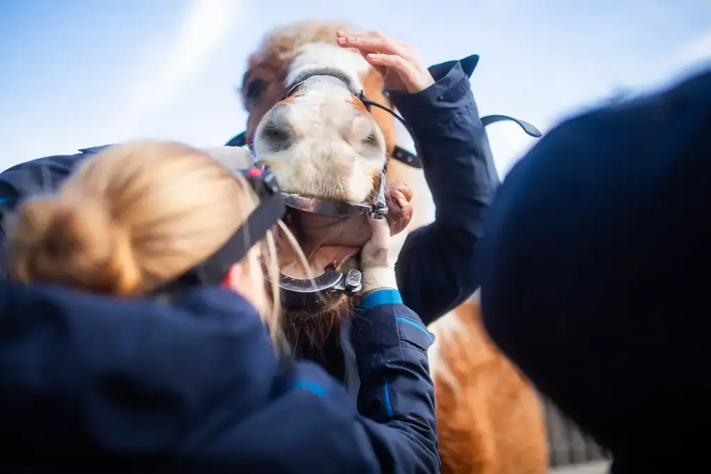 Tierarztpraxis Luckenwalde - Bild einer Behandlung eines Patienten