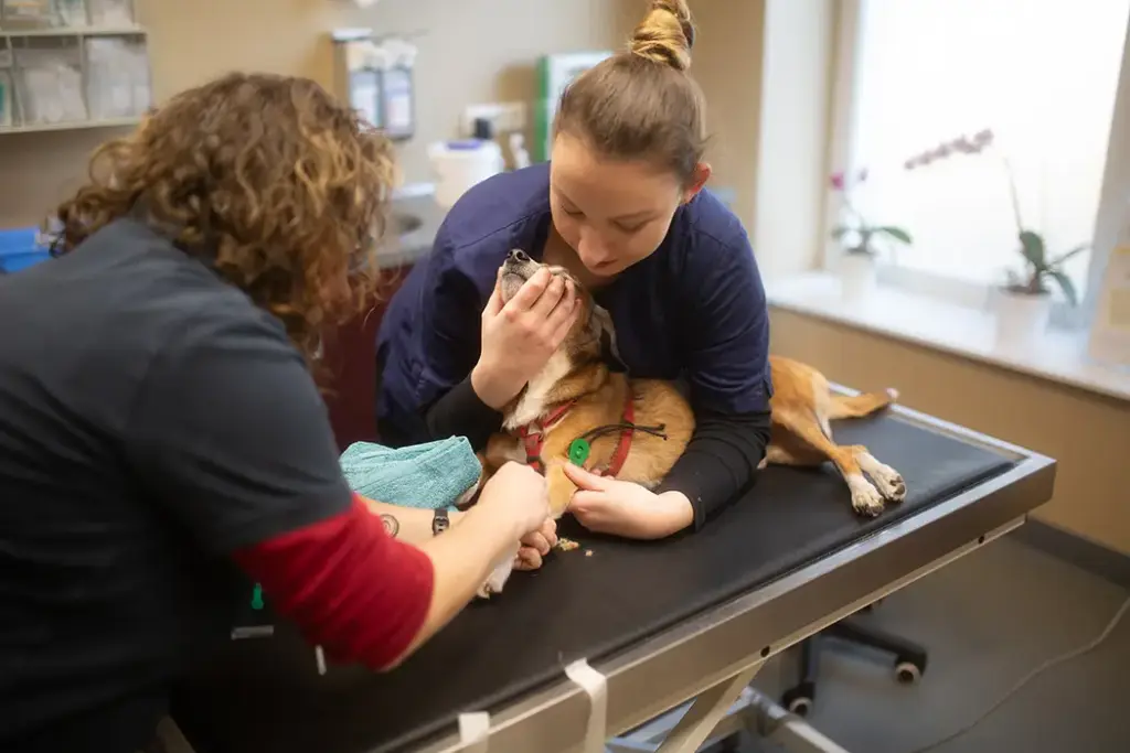 Tierarztpraxis Luckenwalde - Bild einer Behandlung eines Patienten