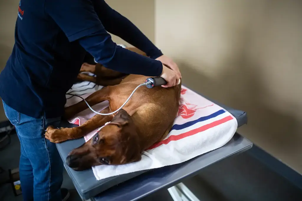 Tierarztpraxis Luckenwalde - Bild einer Behandlung eines Patienten