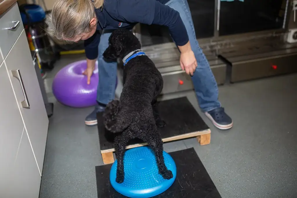 Tierarztpraxis Luckenwalde - Bild einer Behandlung eines Patienten