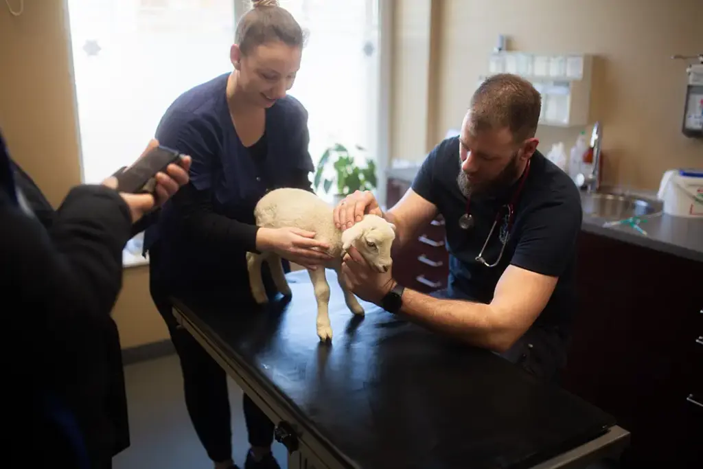 Tierarztpraxis Luckenwalde - Bild einer Behandlung eines Patienten