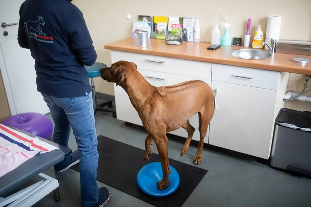 Tierarztpraxis Luckenwalde - Bild einer Behandlung eines Patienten