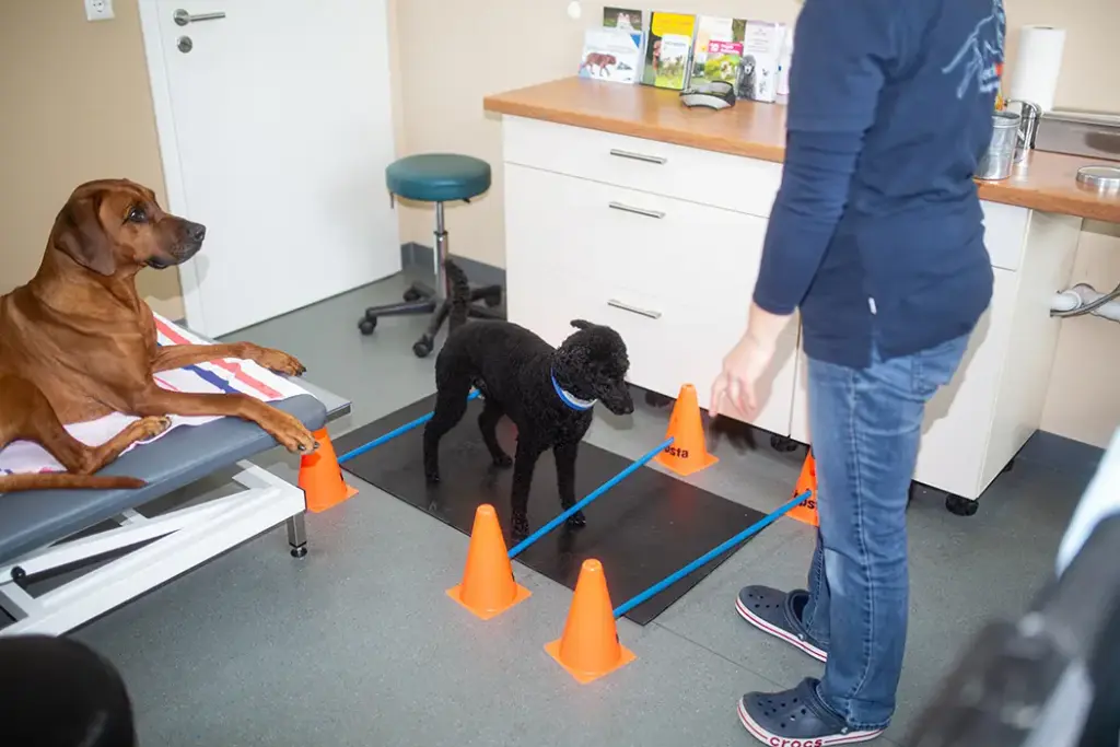 Tierarztpraxis Luckenwalde - Bild einer Behandlung eines Patienten
