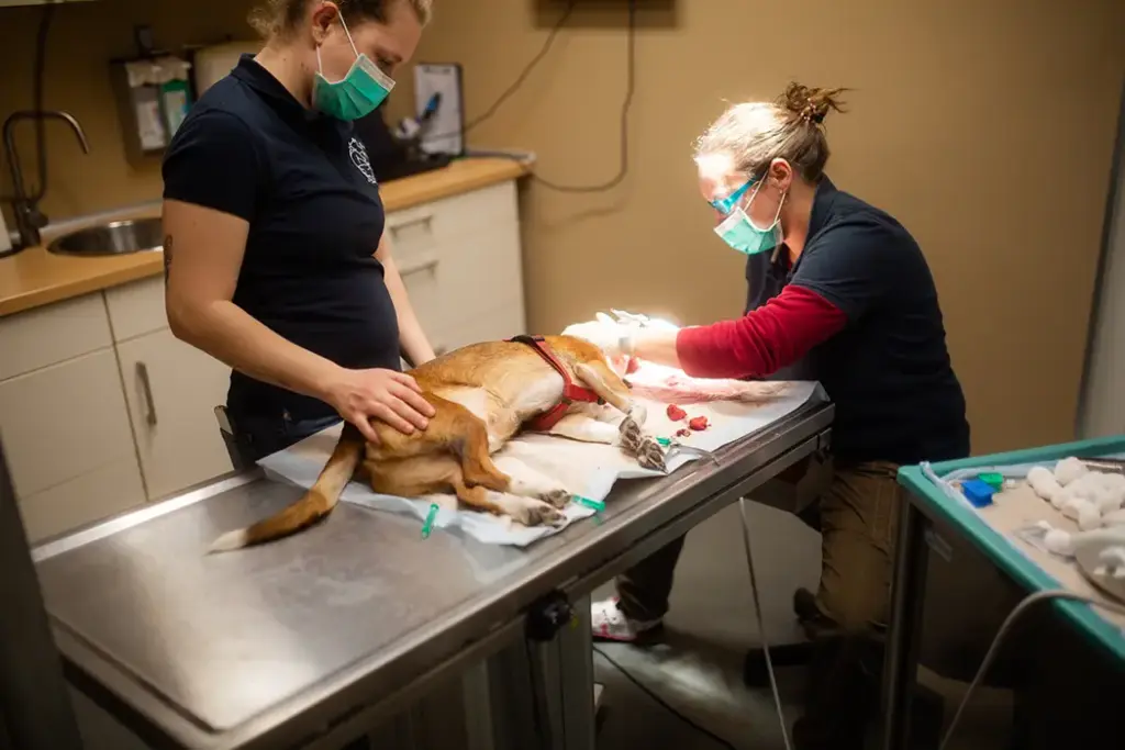 Tierarztpraxis Luckenwalde - Bild einer Behandlung eines Patienten