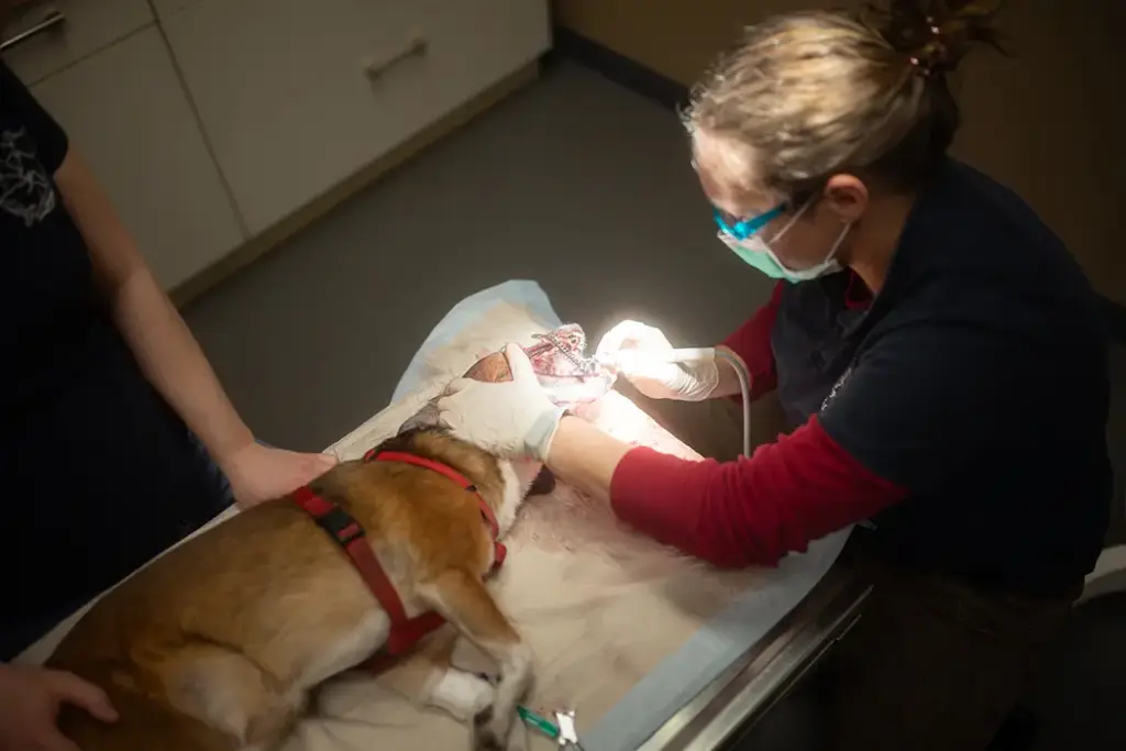 Tierarztpraxis Luckenwalde - Bild einer Behandlung eines Patienten