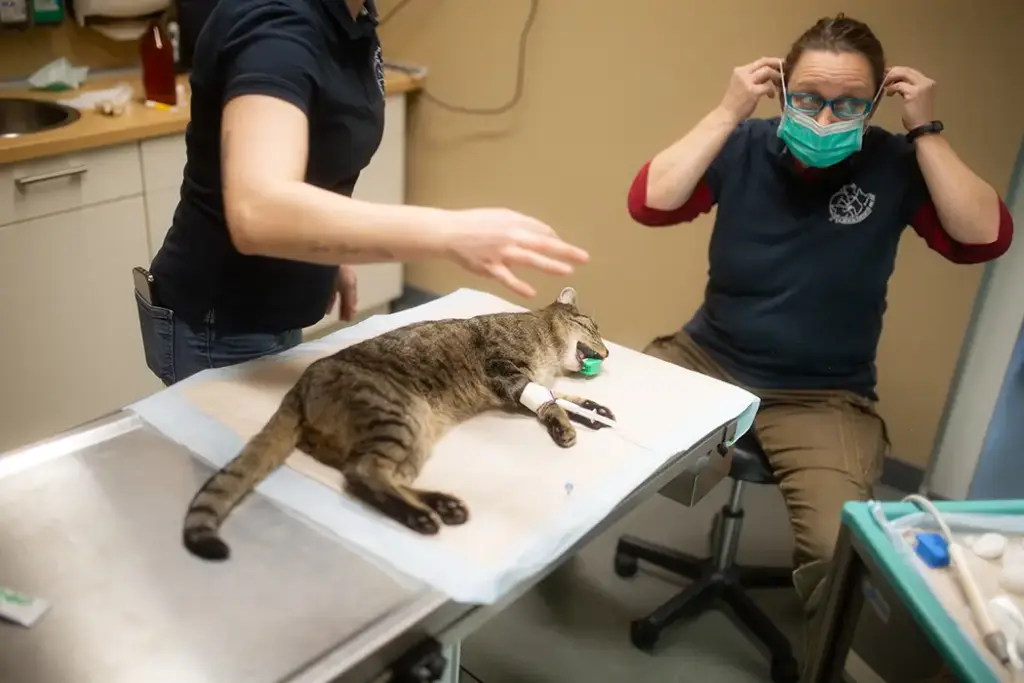 Tierarztpraxis Luckenwalde - Bild einer Behandlung eines Patienten
