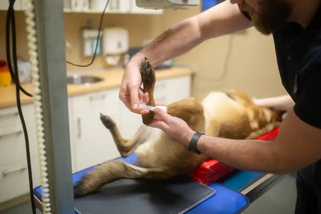 Tierarztpraxis Luckenwalde - Bild einer Behandlung eines Patienten