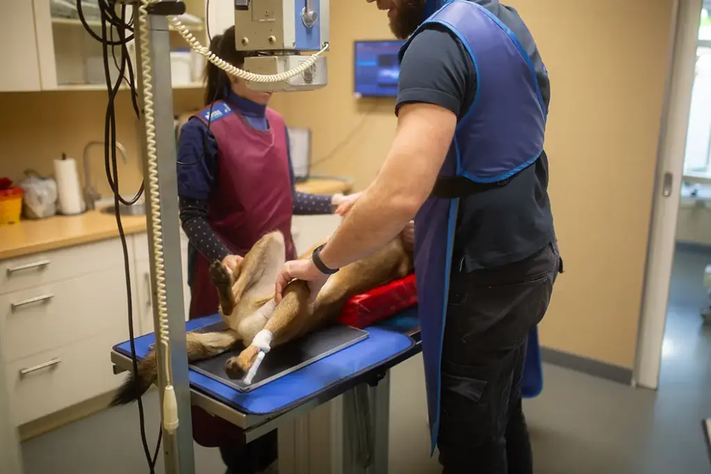 Tierarztpraxis Luckenwalde - Bild einer Behandlung eines Patienten