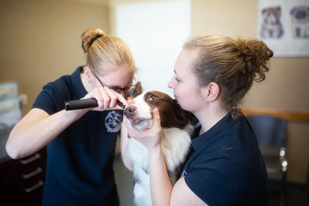 Tierarztpraxis Luckenwalde - Bild einer Behandlung eines Patienten