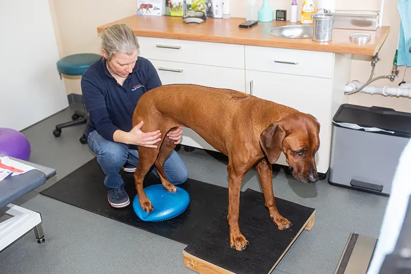 Tierarztpraxis Bad Liebenwerda - Physiotherapie am Hund