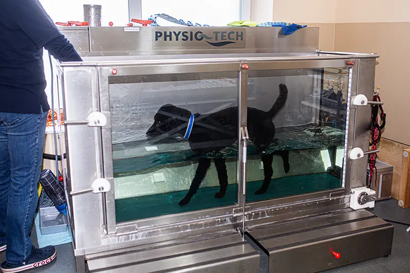 Tierarztpraxis Bad Liebenwerda - Physiotherapie - Unterwasserlaufband