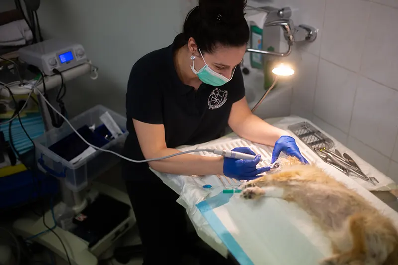 Tierarztpraxis Falkenberg - Behandlung einer Katze