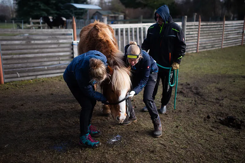 Tierarztpraxis Falkenberg, Behandlung eines Pferdes