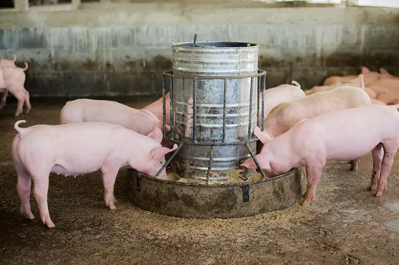 Schweine in einem Stall