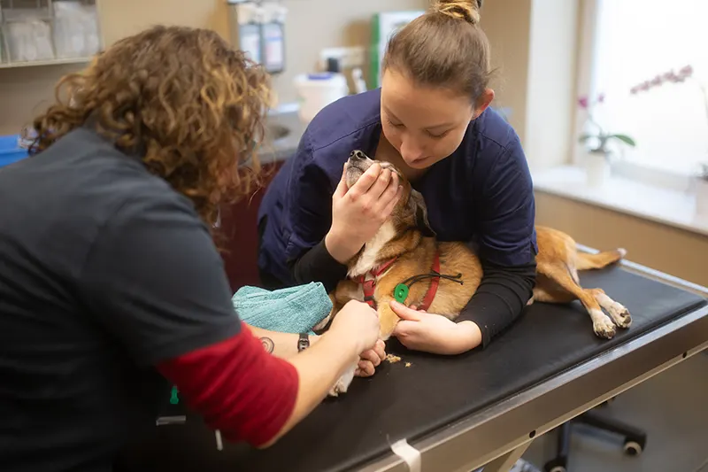 Zwei Tierärztinnen behandeln einen Hund