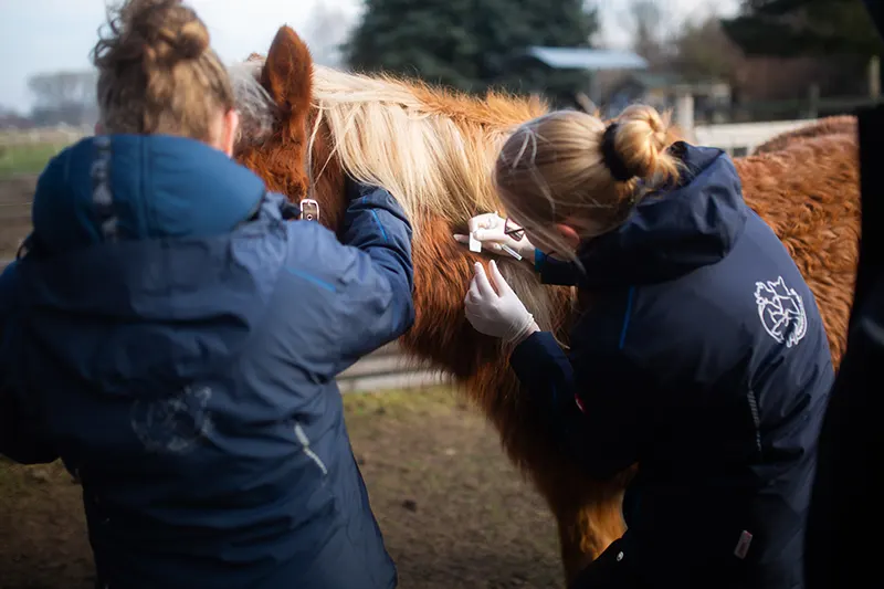 Tierärztliche Untersuchung an einem Pferd