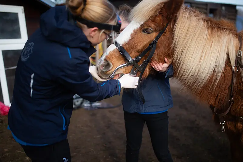 Zwei Tierärztinnen behandeln ein Pferd