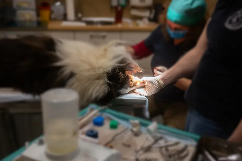 Operation eines Hundes