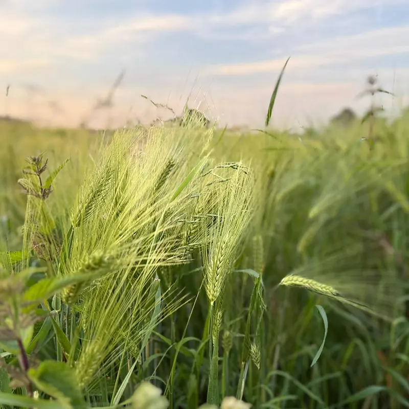Hohes Gras und Getreide am Feldrand als Risiko für Grannen bei Hund und Katze im Sommer